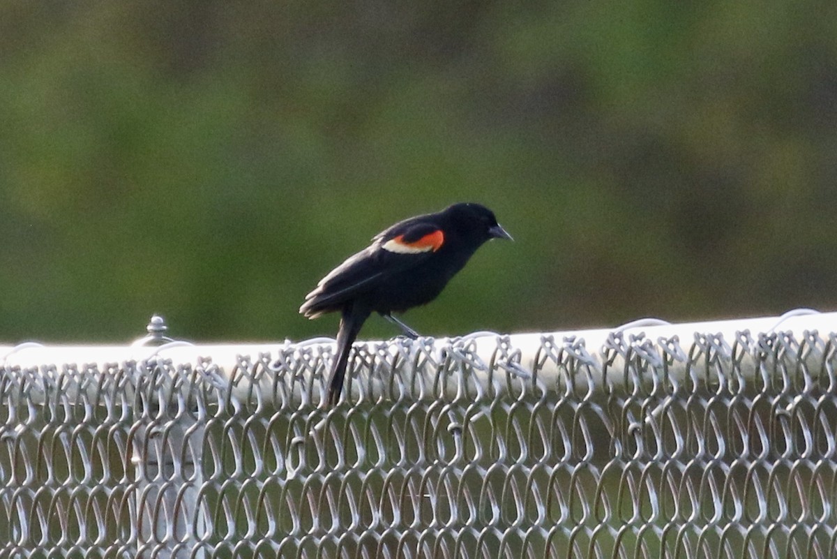 Red-winged Blackbird - ML618450415