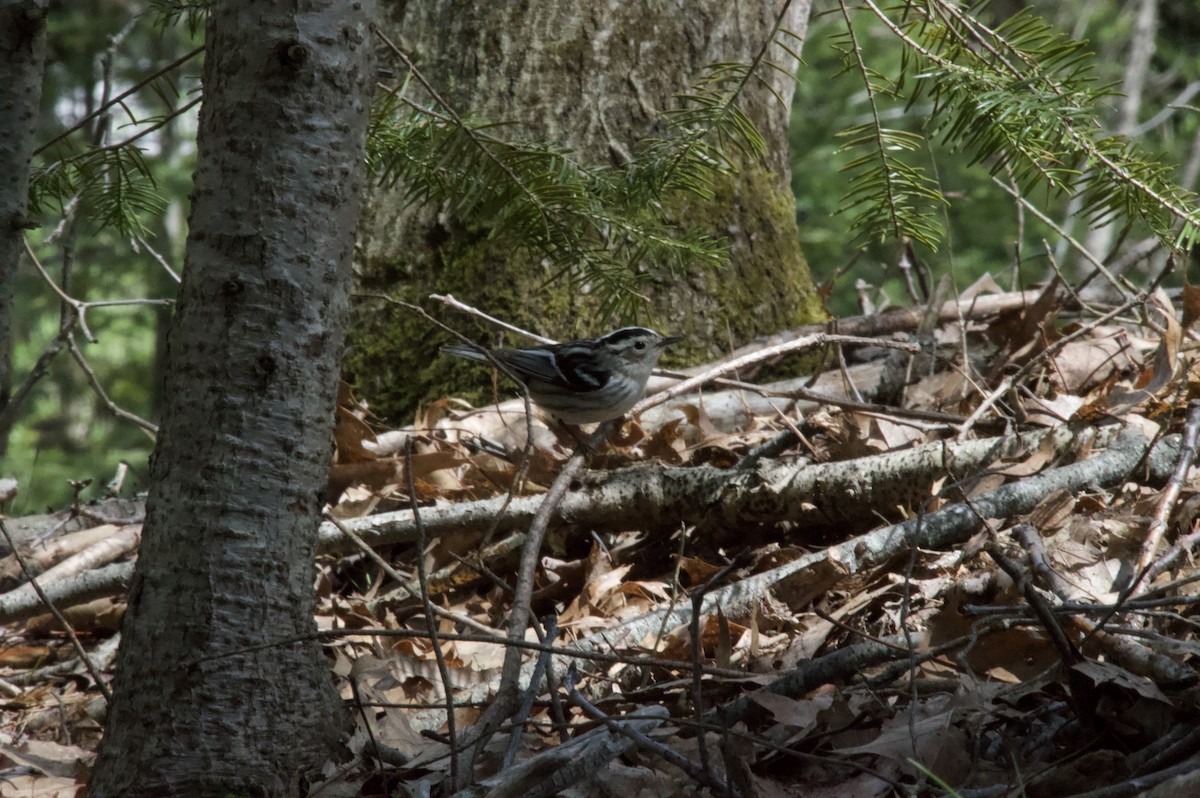 Black-and-white Warbler - ML618450417