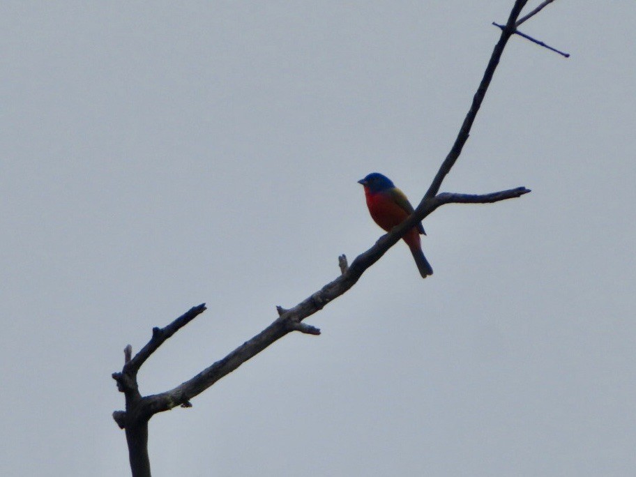 Painted Bunting - ML618450518