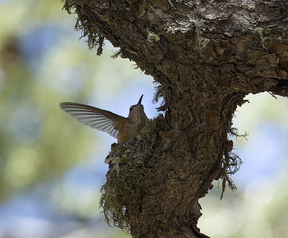 Broad-tailed Hummingbird - ML618450588