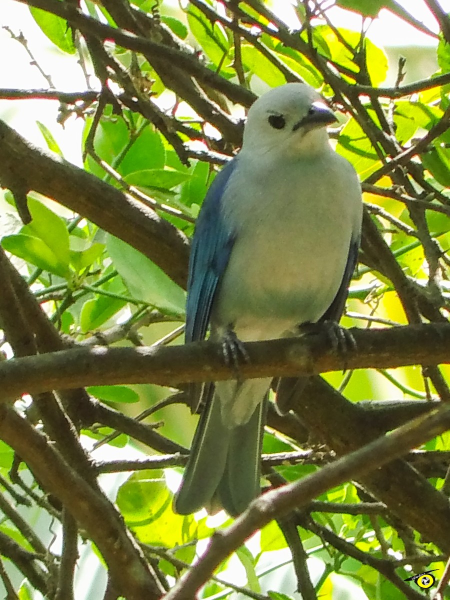 Blue-gray Tanager - ML618450618