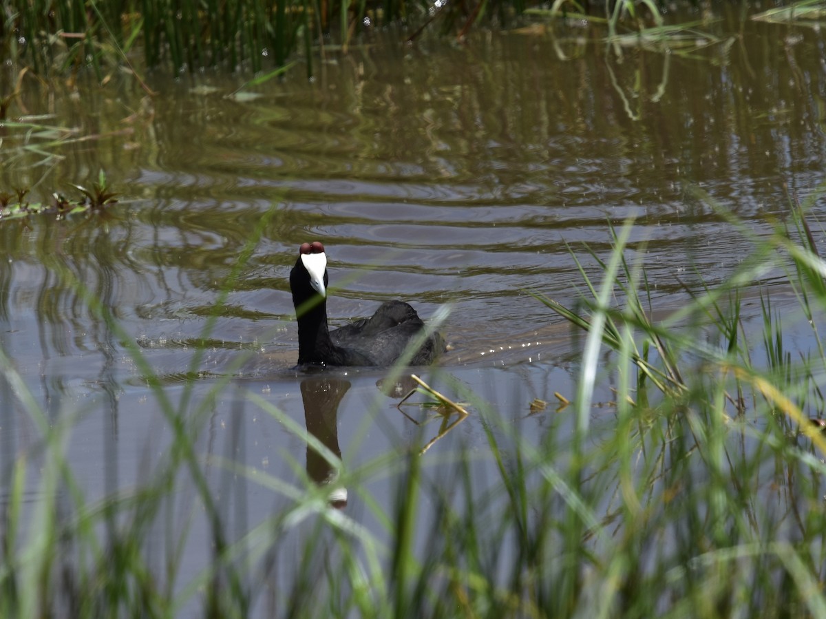 Red-knobbed Coot - ML618450625