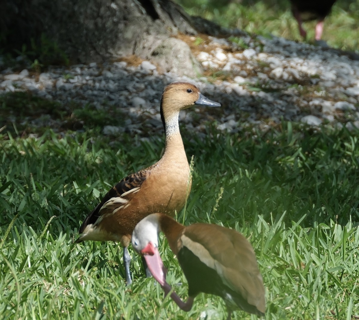 Fulvous Whistling-Duck - Todd DeVore