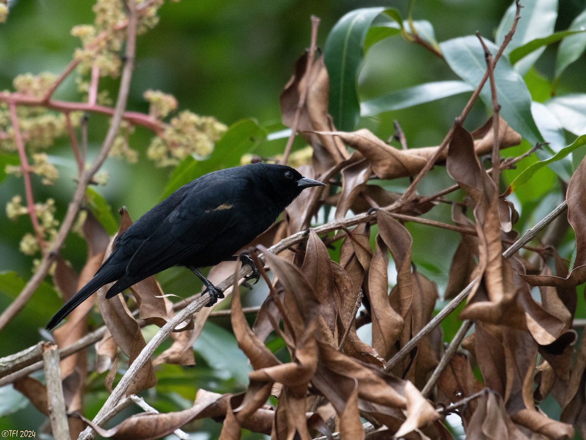 Tawny-shouldered Blackbird - ML618450642
