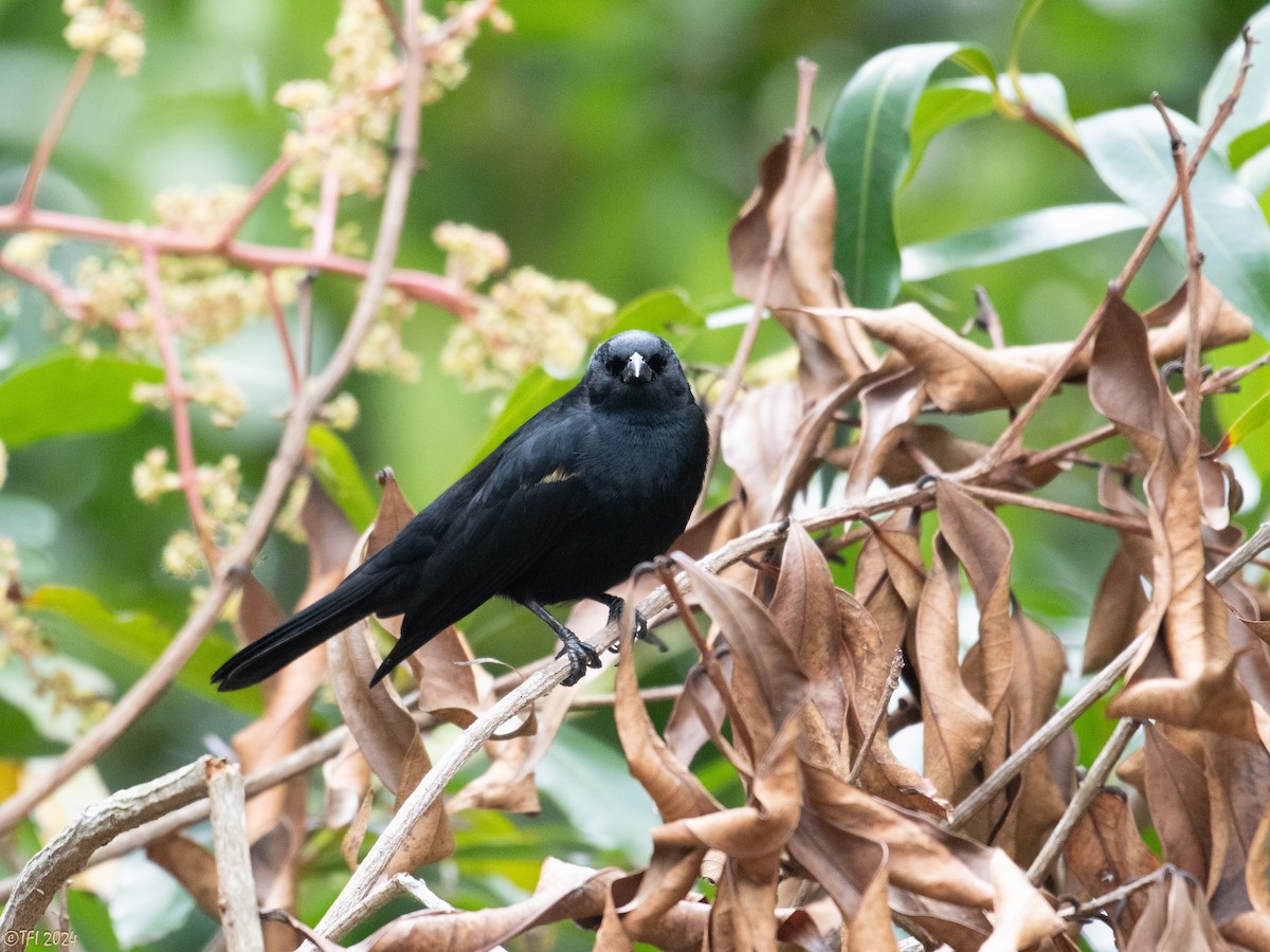 Tawny-shouldered Blackbird - ML618450644