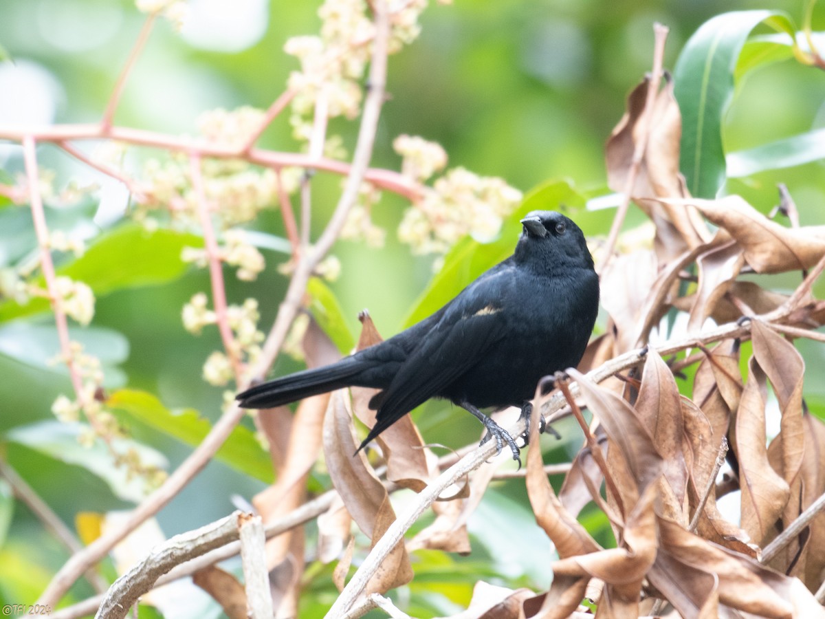 Tawny-shouldered Blackbird - ML618450649