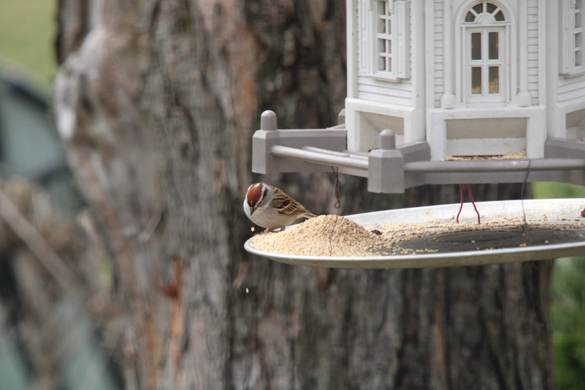 Chipping Sparrow - Suzanne Bisaillon