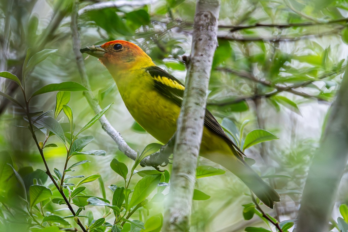 Western Tanager - ML618450680