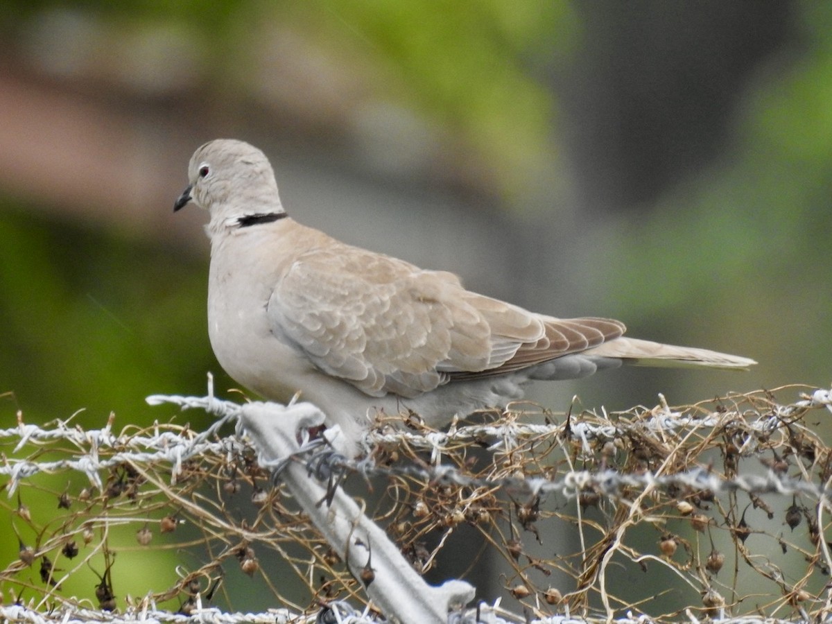 Eurasian Collared-Dove - ML618450686