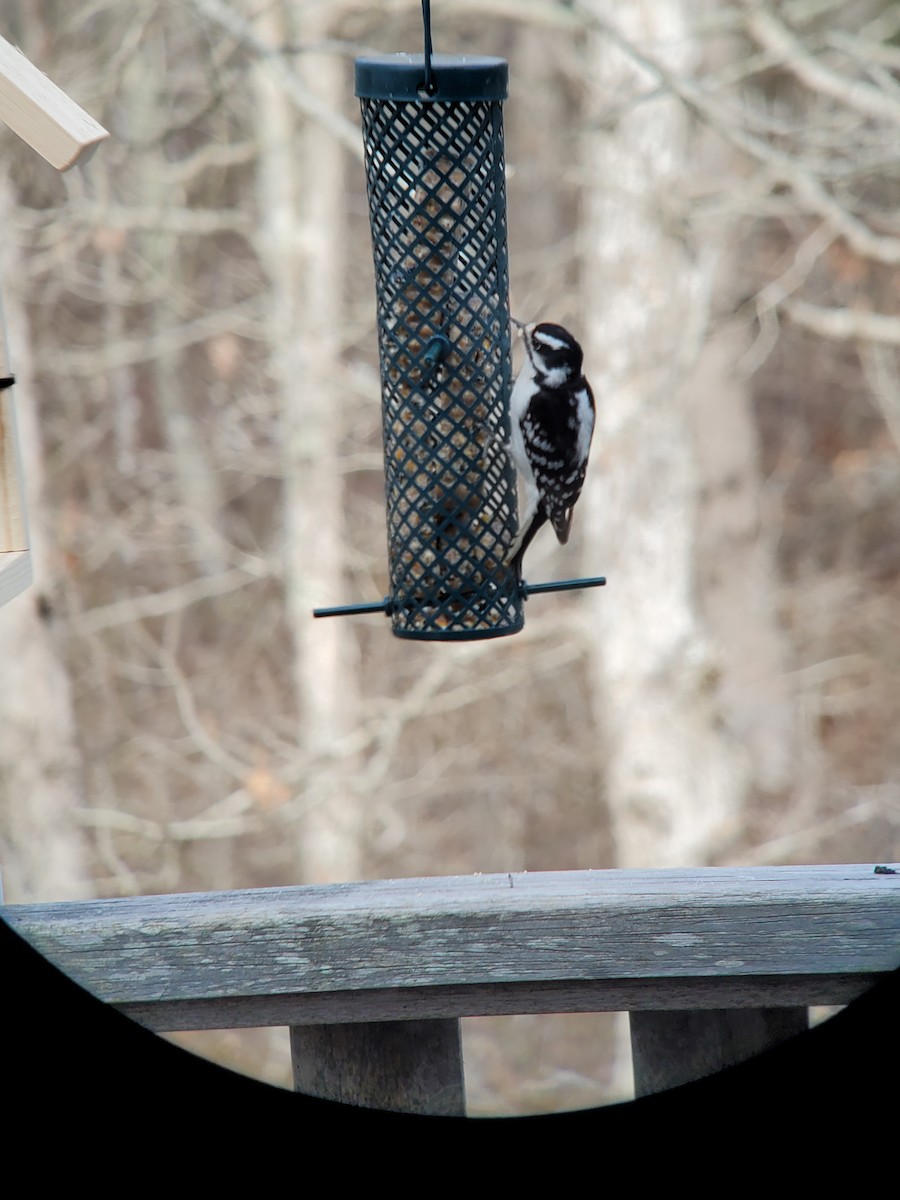 Downy Woodpecker (Eastern) - ML618450691