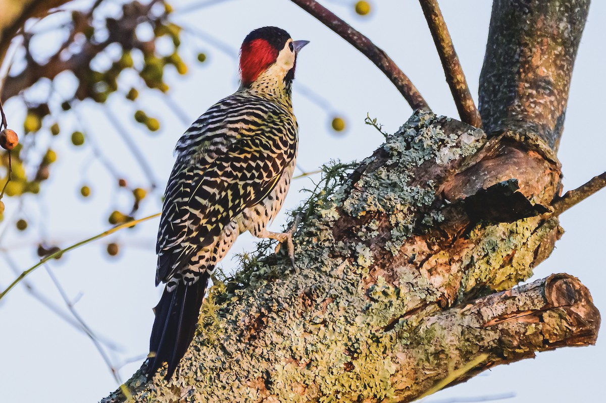 Green-barred Woodpecker - ML618450696