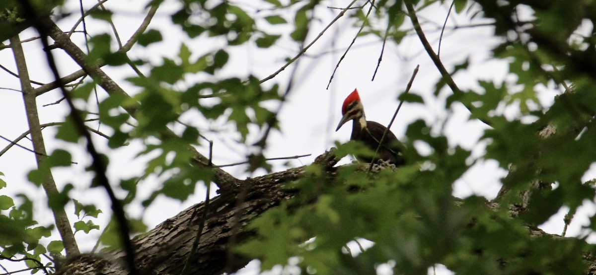 Pileated Woodpecker - ML618450701