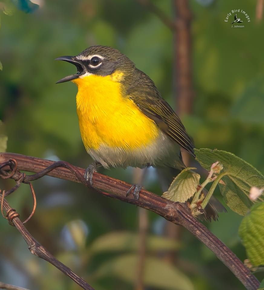 Yellow-breasted Chat - ML618450730