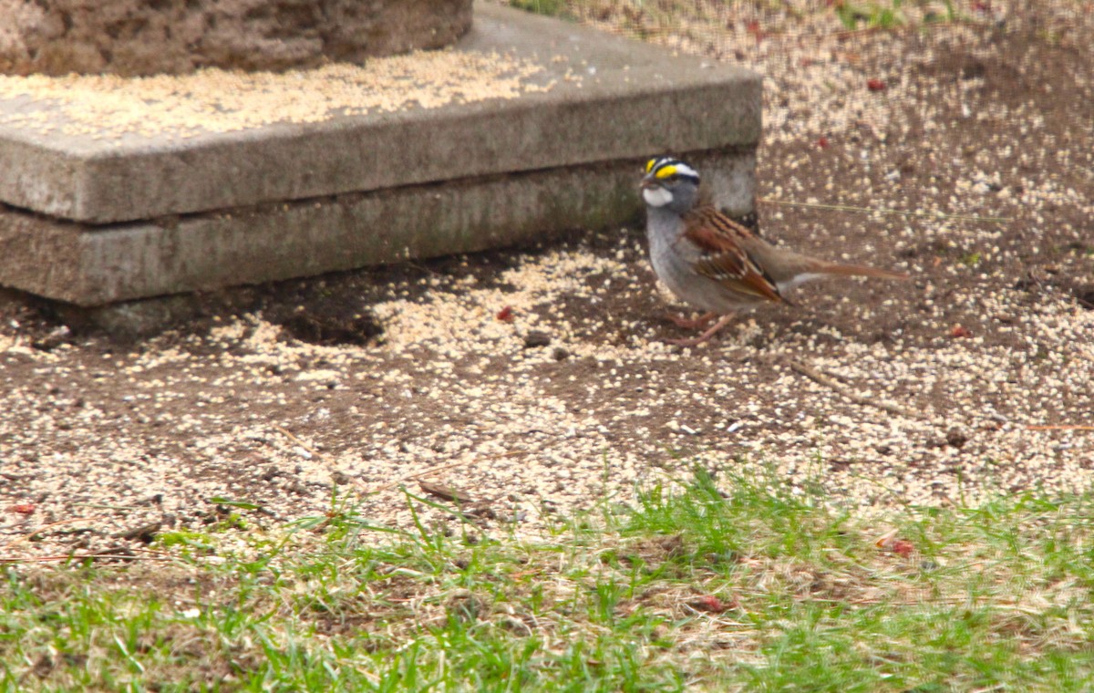 White-throated Sparrow - ML618450753