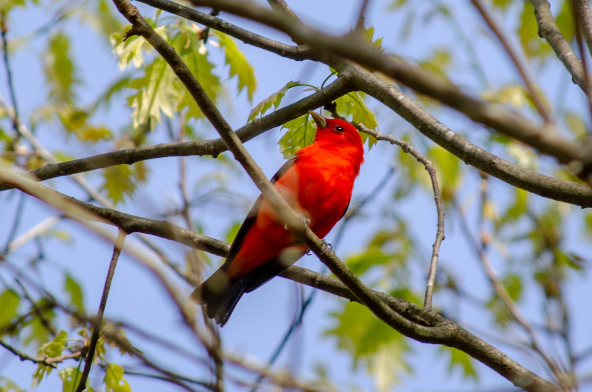 Scarlet Tanager - Alison Robey