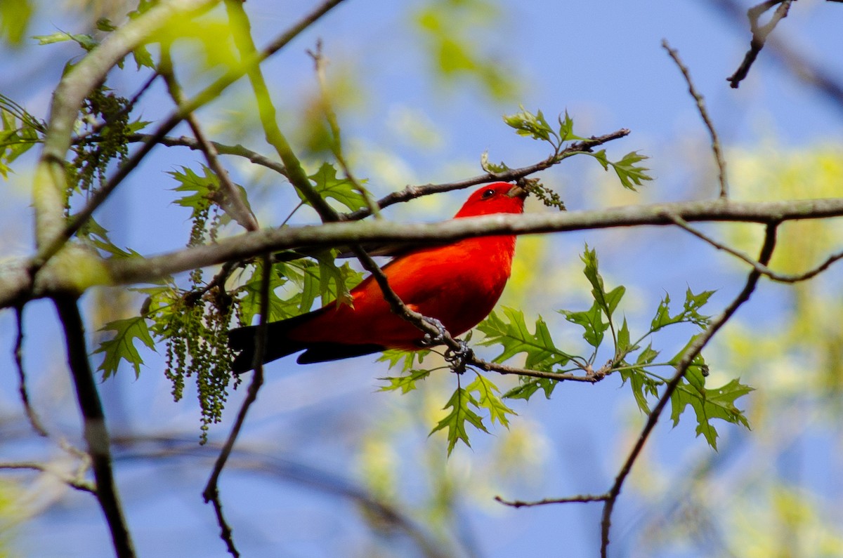 Scarlet Tanager - ML618450762