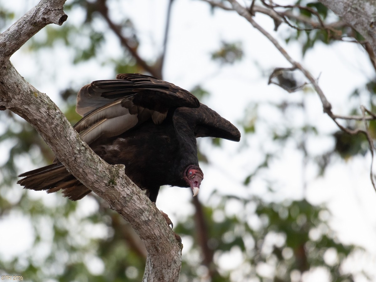 Turkey Vulture - T I