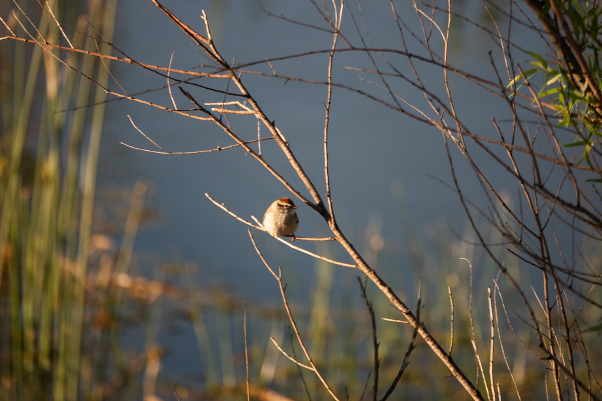 Chipping Sparrow - ML618450807