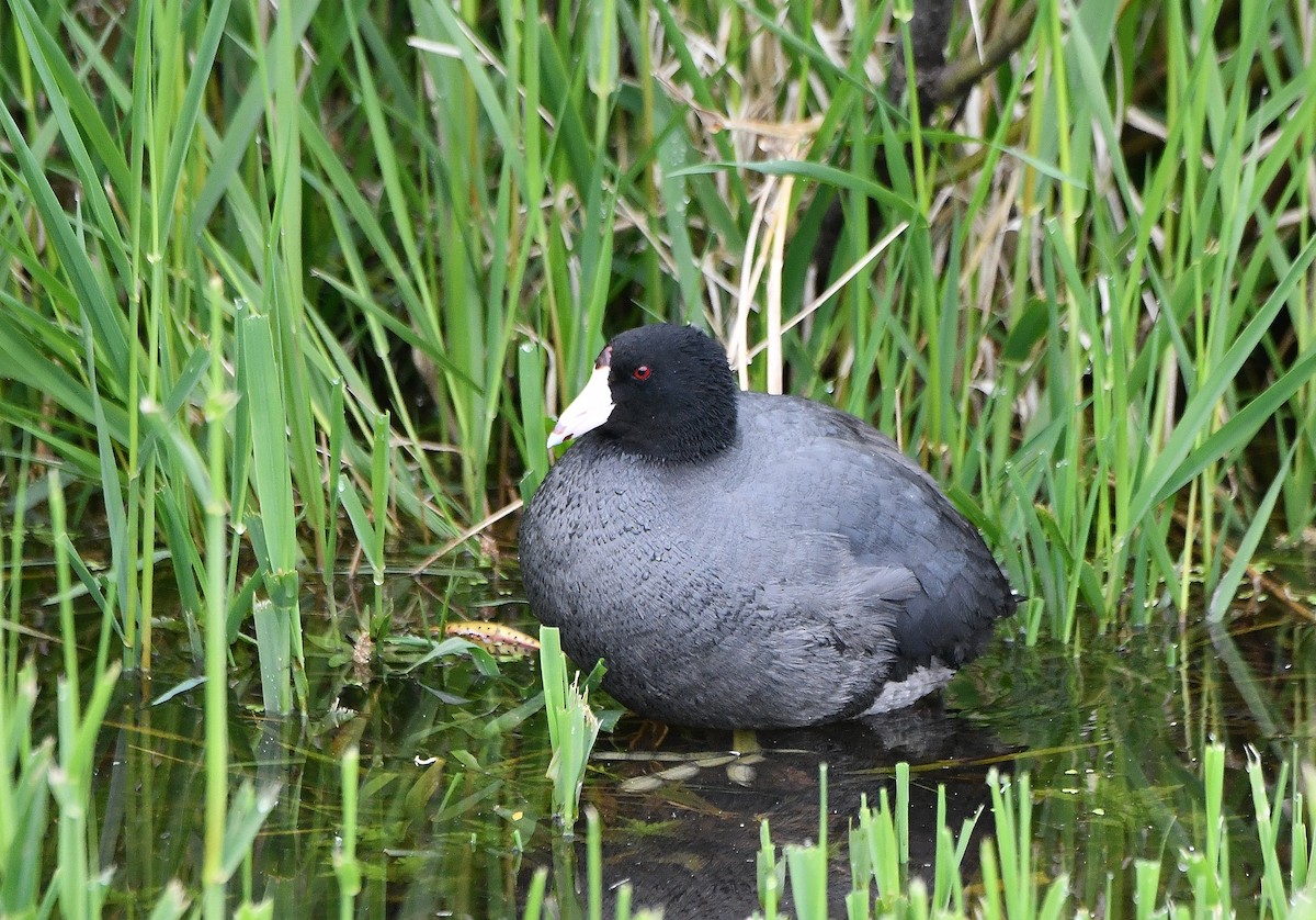 American Coot (Red-shielded) - ML618450849