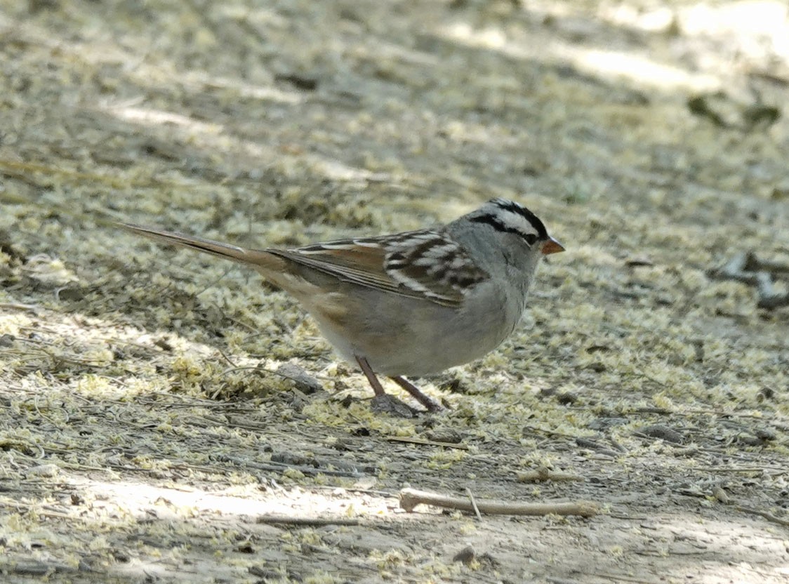 White-crowned Sparrow - ML618450857