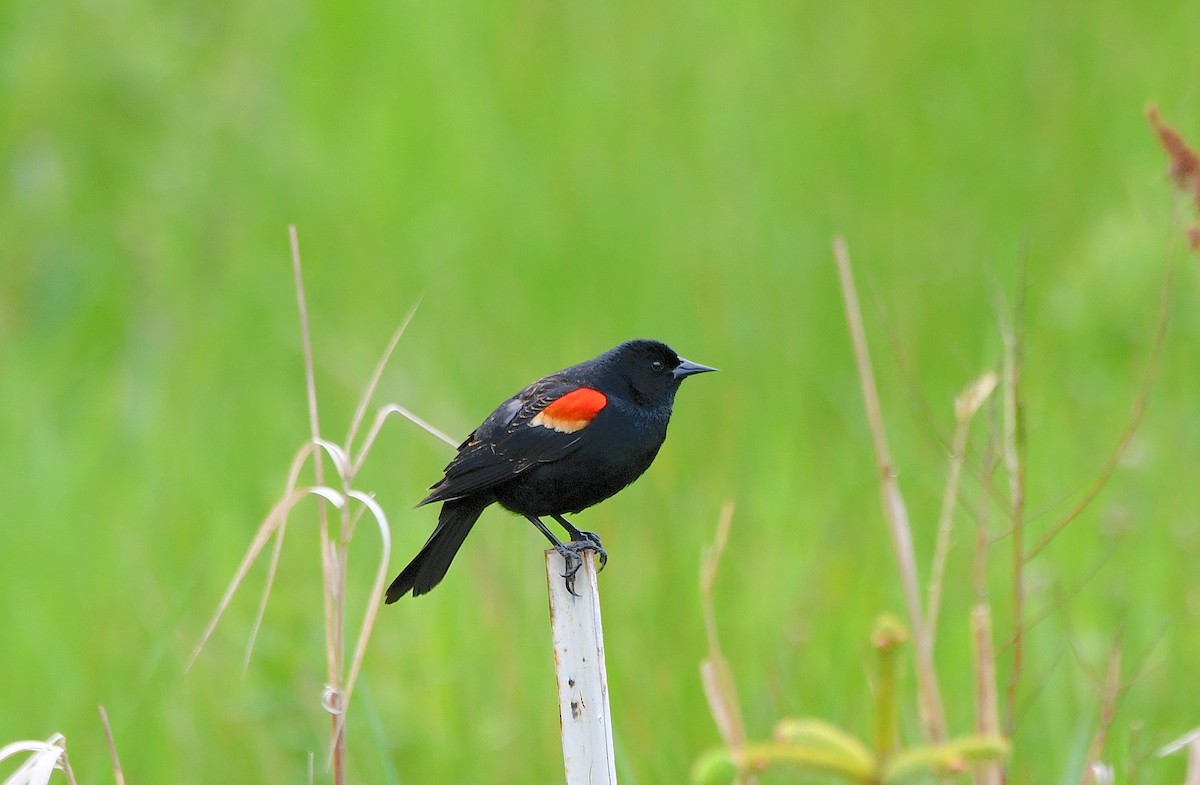 Red-winged Blackbird (Red-winged) - ML618450880