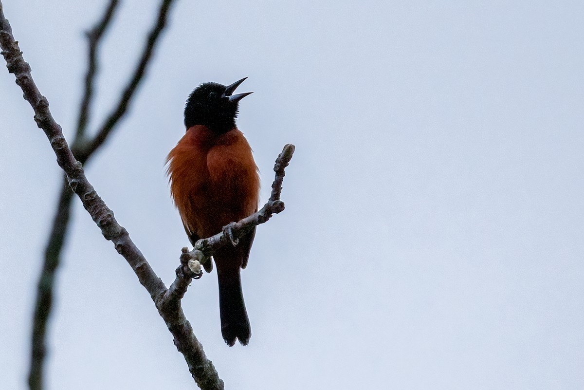 Orchard Oriole - ML618450882