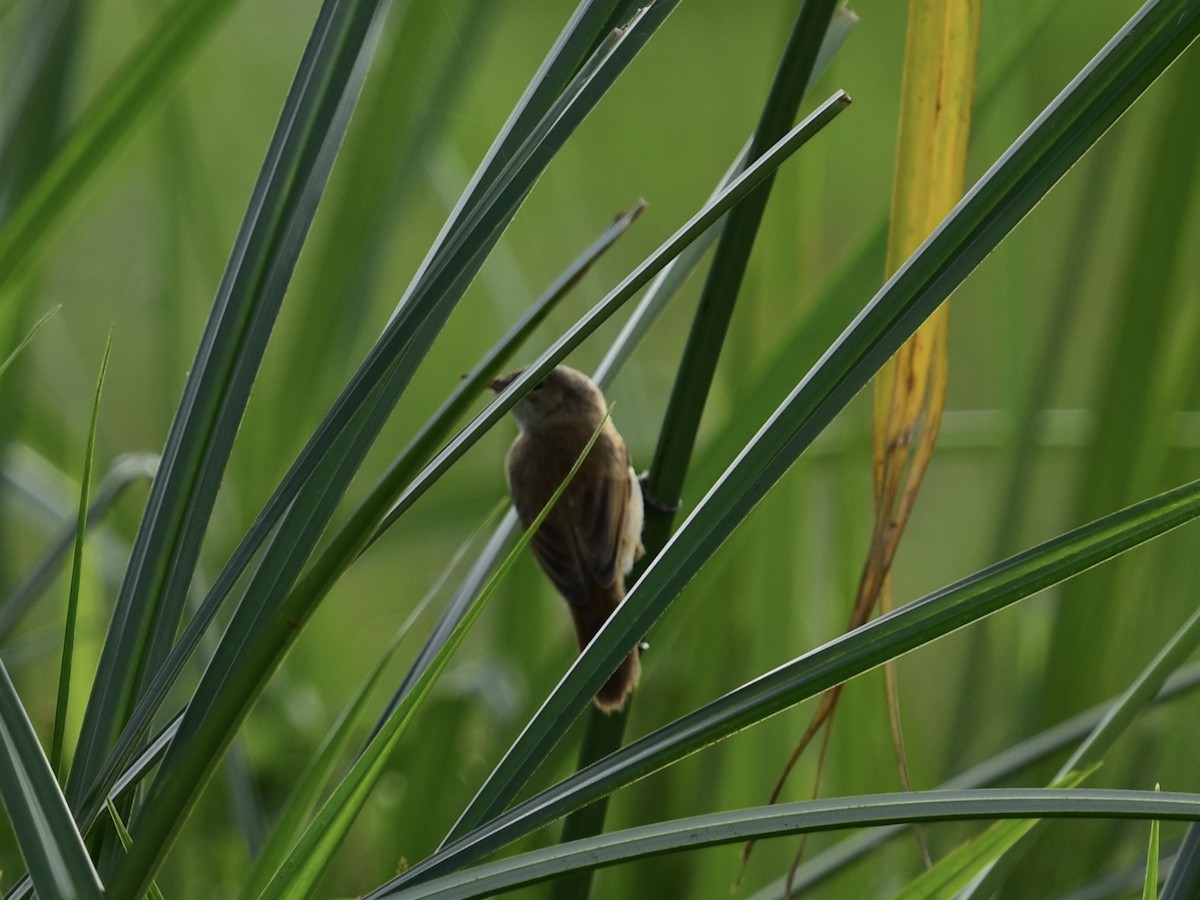 Common Reed Warbler - ML618450924