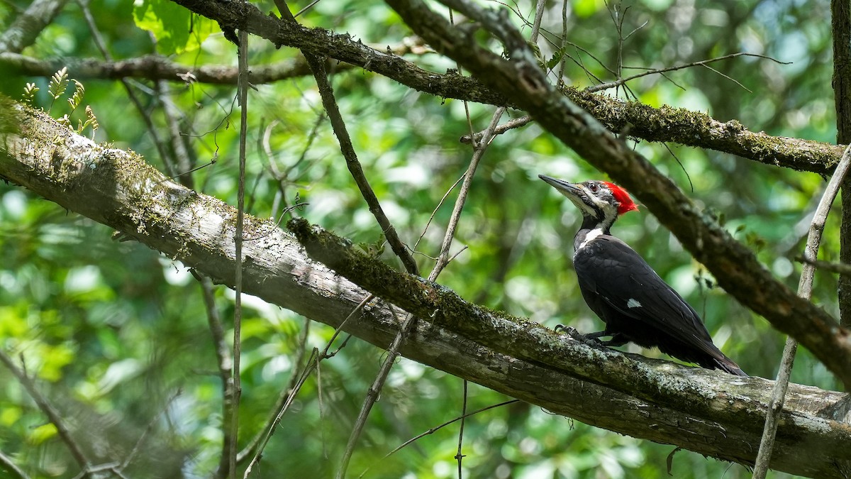 Pileated Woodpecker - Wenxin Hu