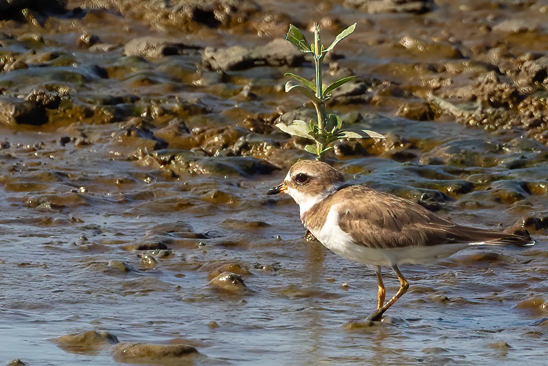 Semipalmated Plover - ML618451025