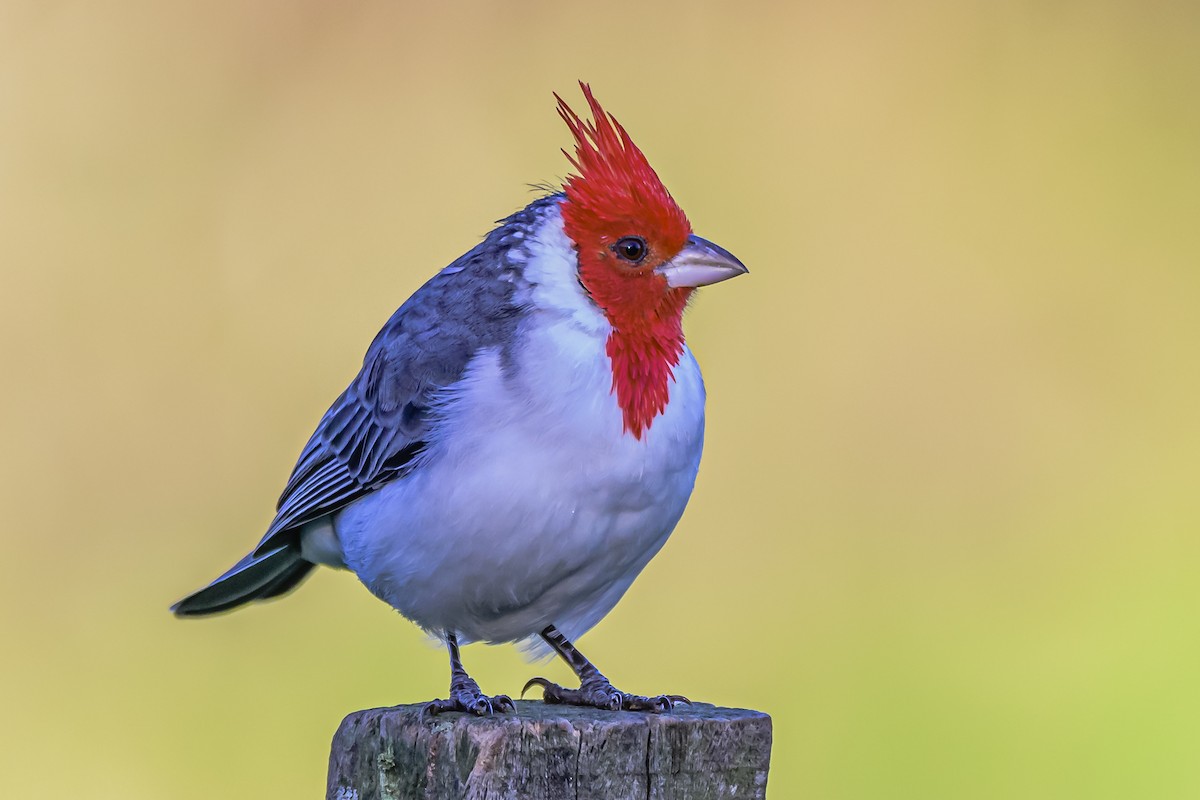 Red-crested Cardinal - ML618451039