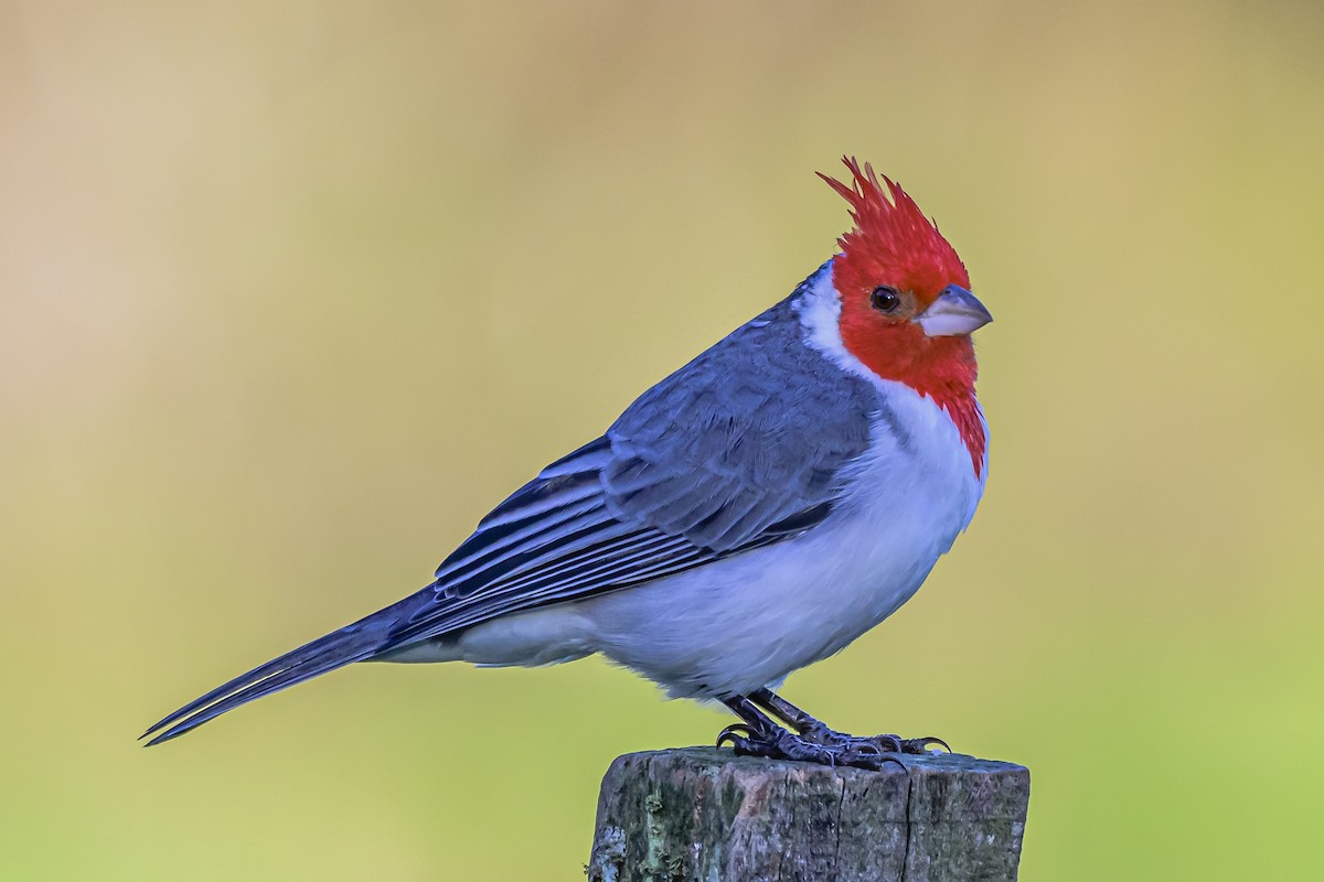 Red-crested Cardinal - ML618451040