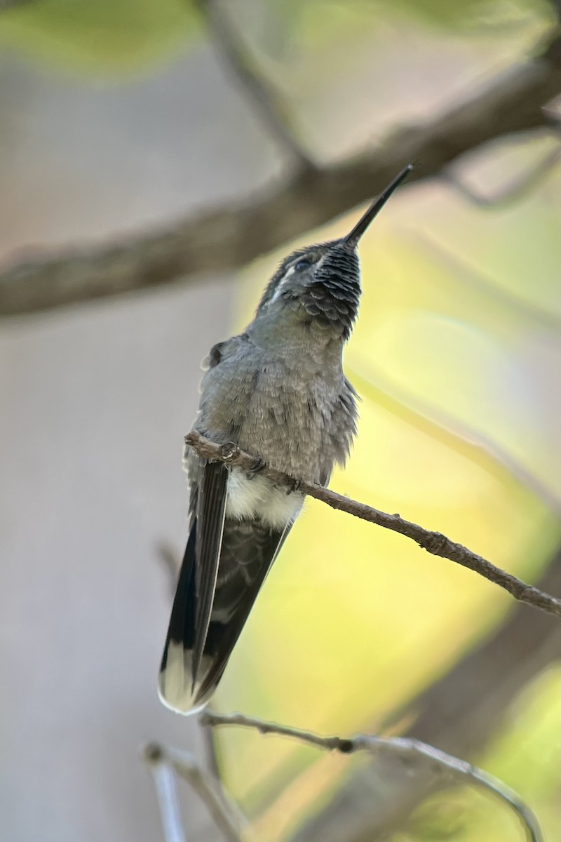 kolibřík blankytohrdlý - ML618451051