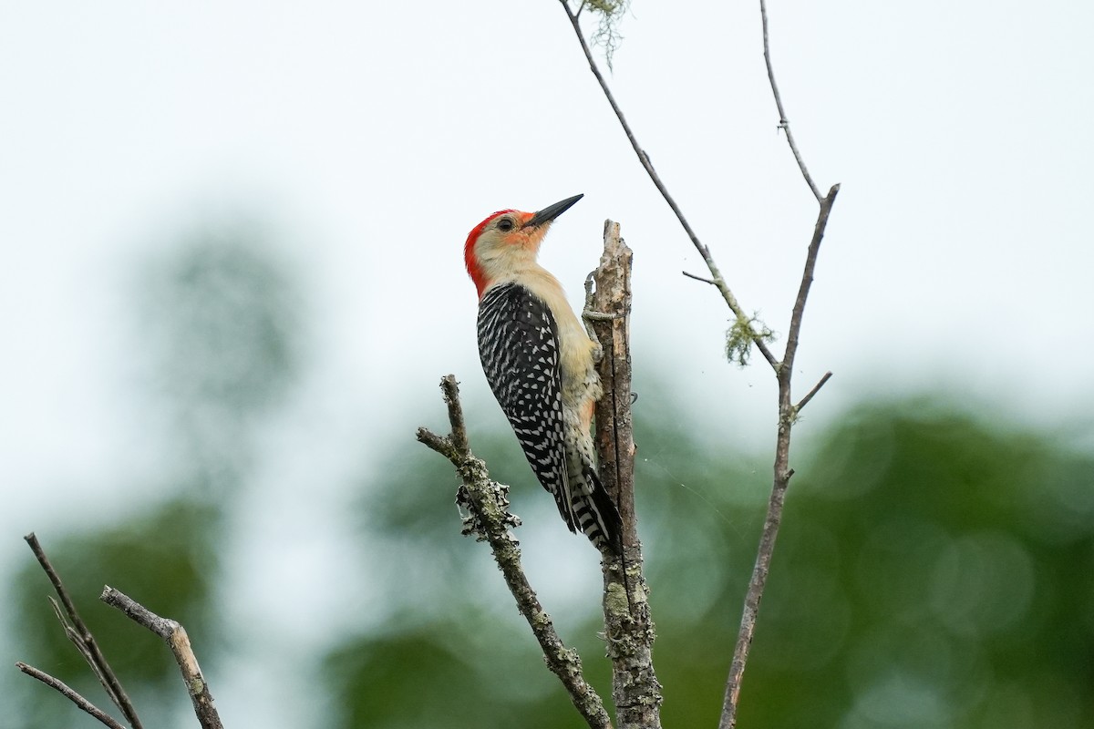 Red-bellied Woodpecker - ML618451067