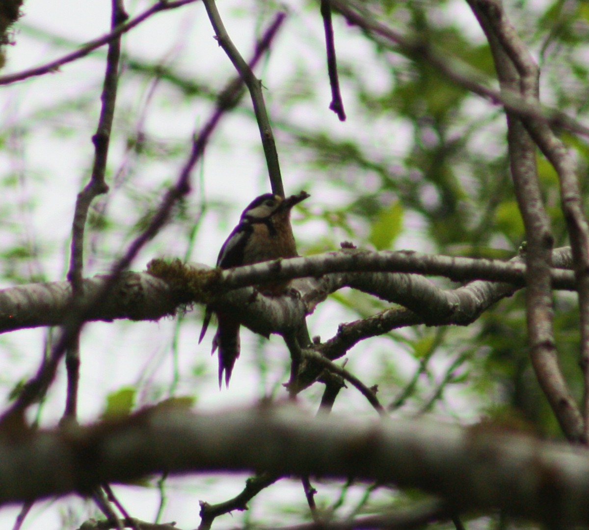 Great Spotted Woodpecker - ML618451074