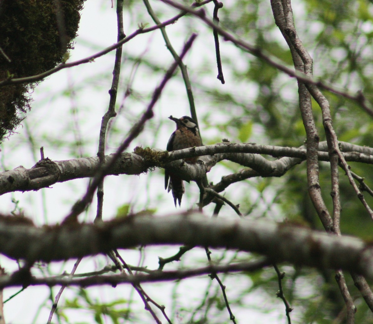Great Spotted Woodpecker - ML618451075