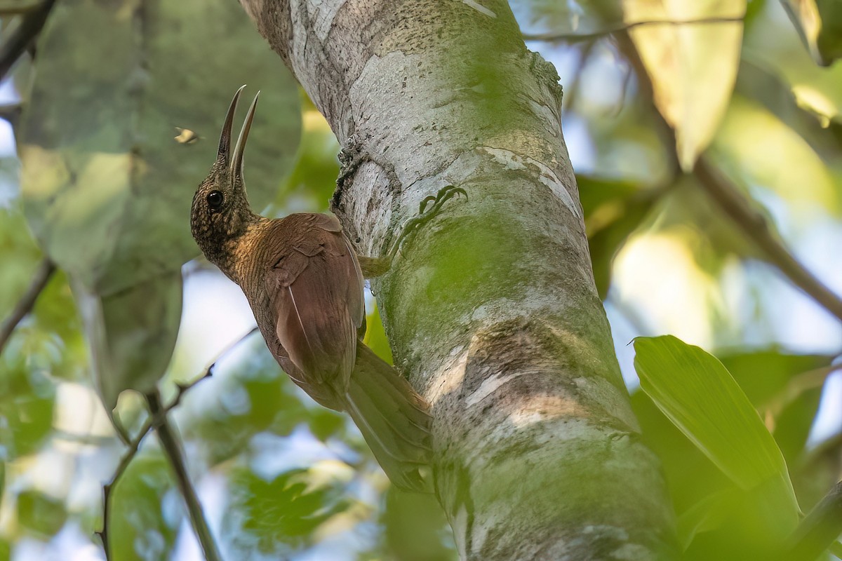 Amazonian Barred-Woodcreeper - Chris Venetz | Ornis Birding Expeditions