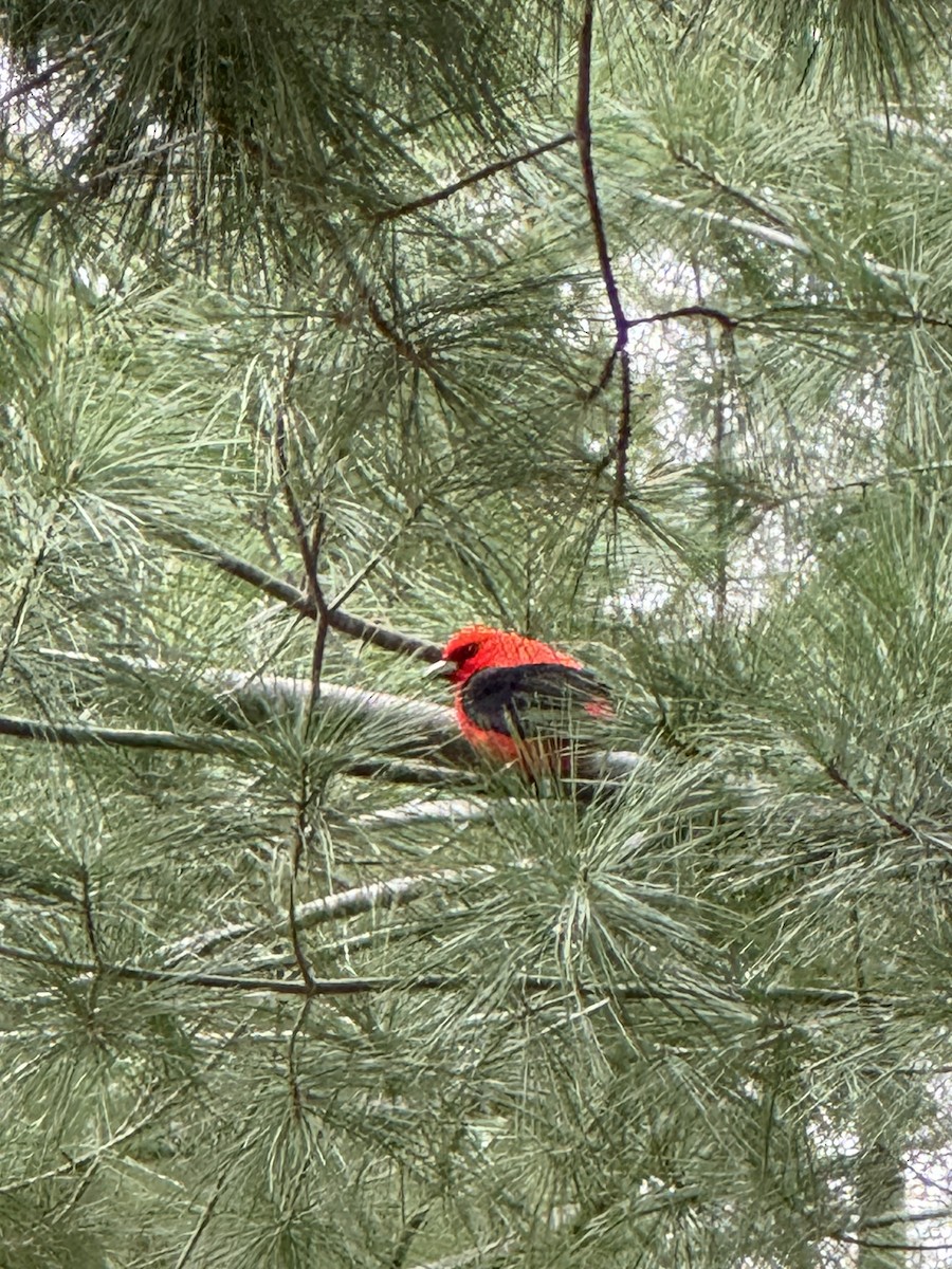 Scarlet Tanager - ML618451081