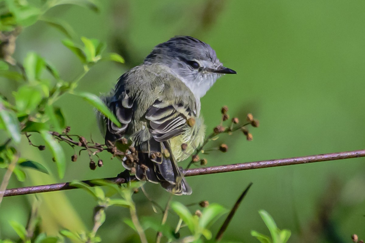 White-crested Tyrannulet - Amed Hernández