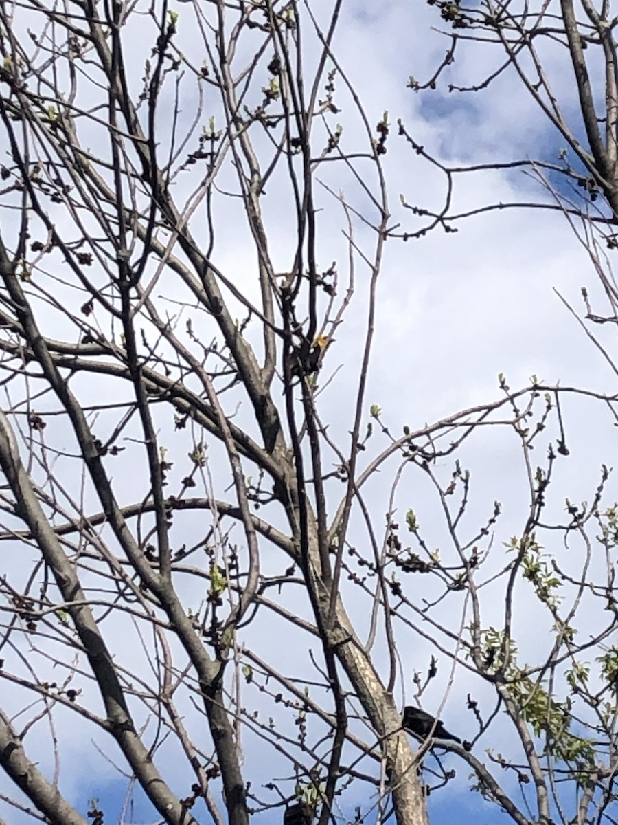 Yellow-headed Blackbird - ML618451114