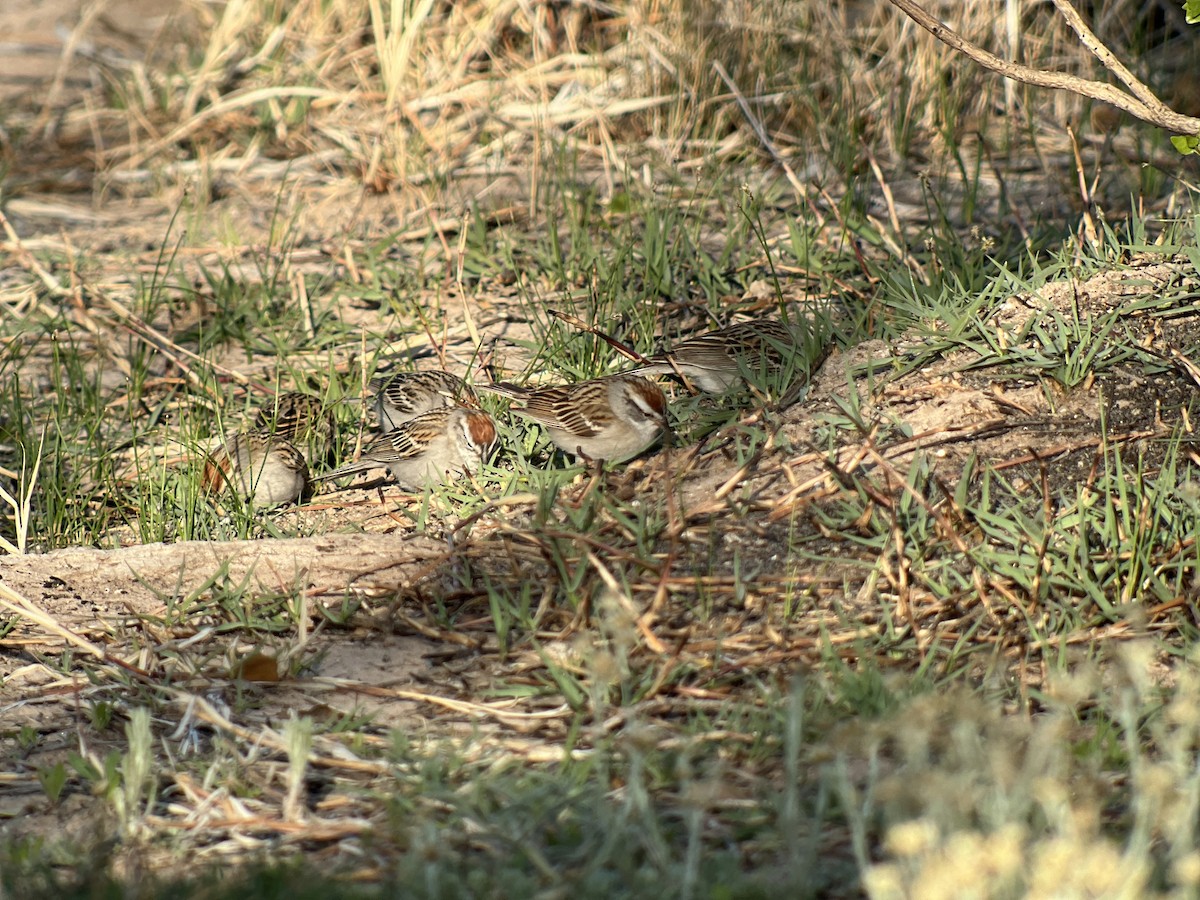 Chipping Sparrow - ML618451189