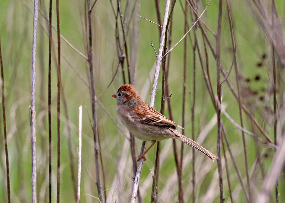 Field Sparrow - ML618451194
