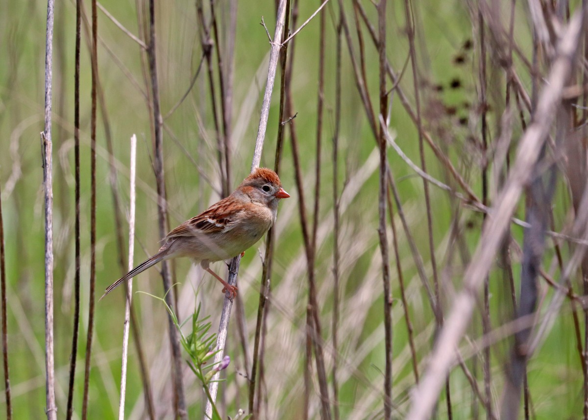 Field Sparrow - ML618451195