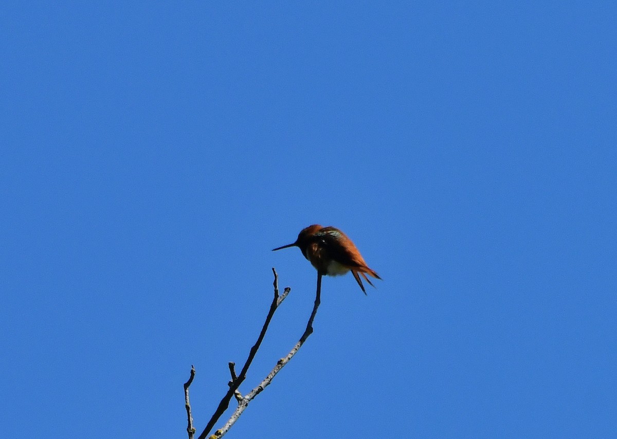 Rufous Hummingbird - ML618451198