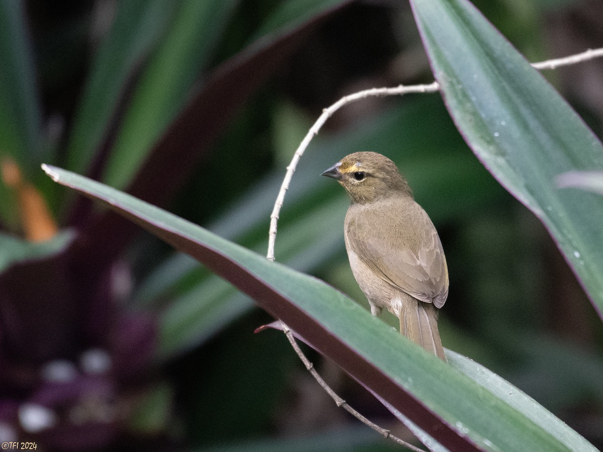 Yellow-faced Grassquit - T I