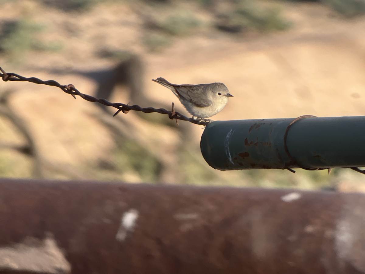 Lucy's Warbler - ML618451232