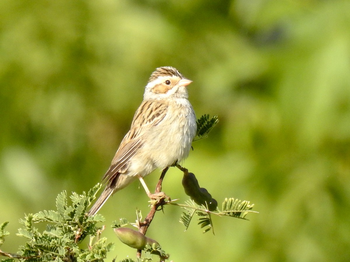 Clay-colored Sparrow - ML618451295