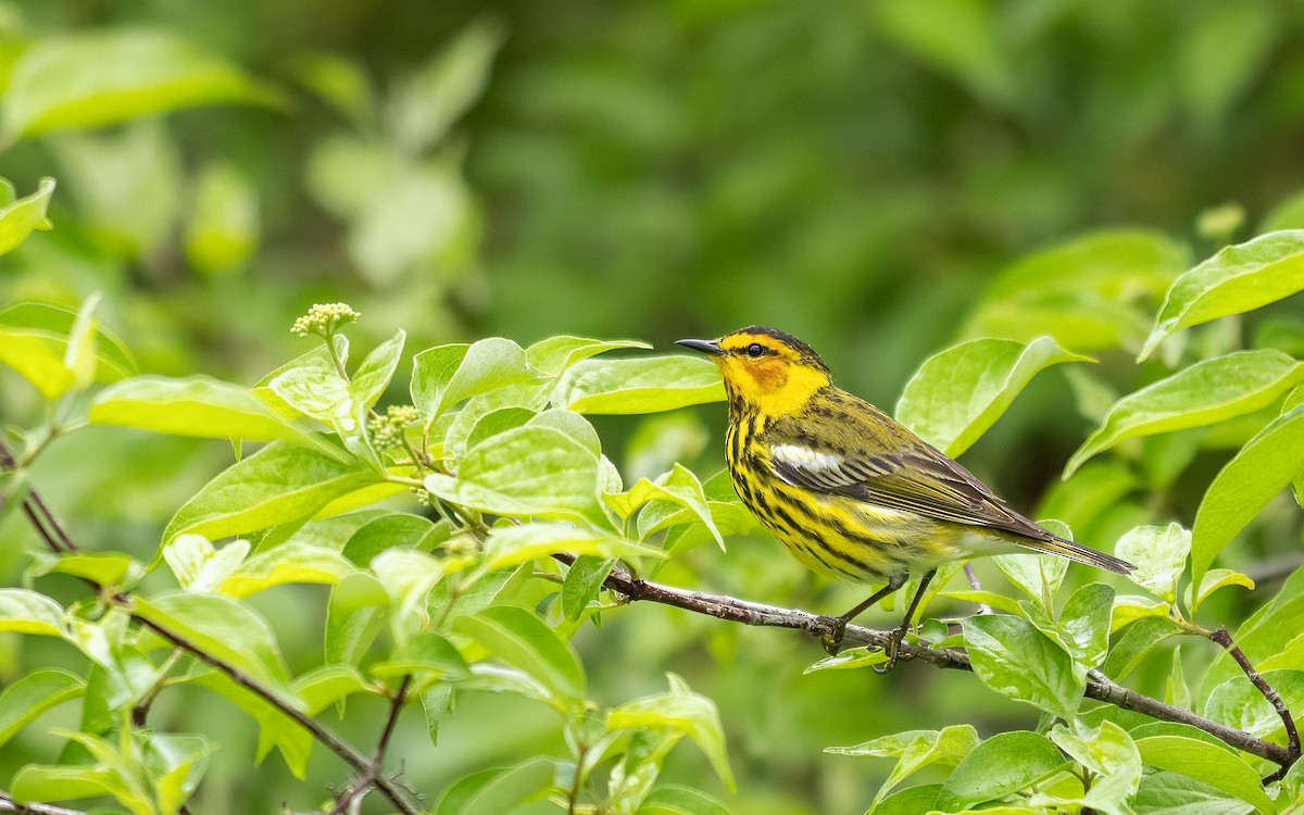 Cape May Warbler - ML618451342