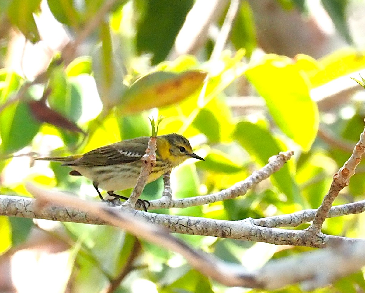 Cape May Warbler - ML618451344