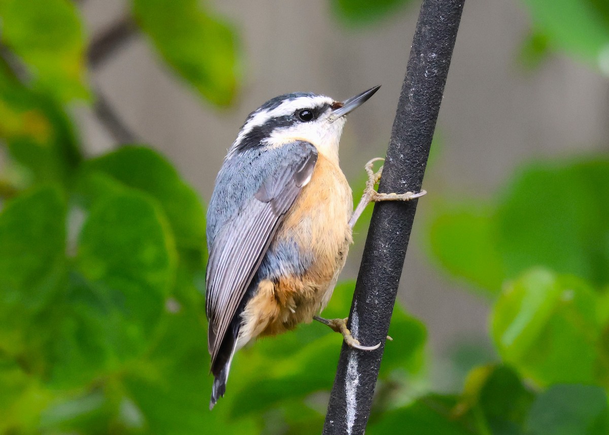 Red-breasted Nuthatch - ML618451379