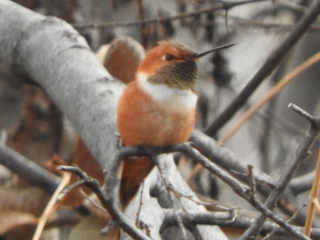 Rufous Hummingbird - ML618451422